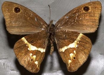 Media type: image;   Entomology 21986 Aspect: habitus ventral view